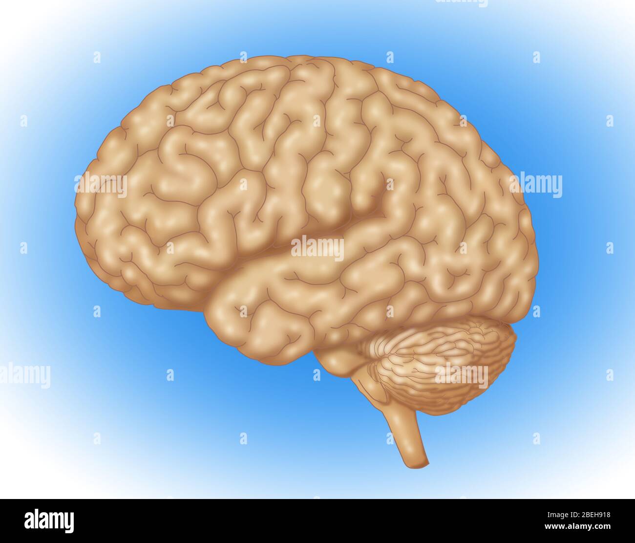 Illustrazione di un cervello umano normale. Foto Stock