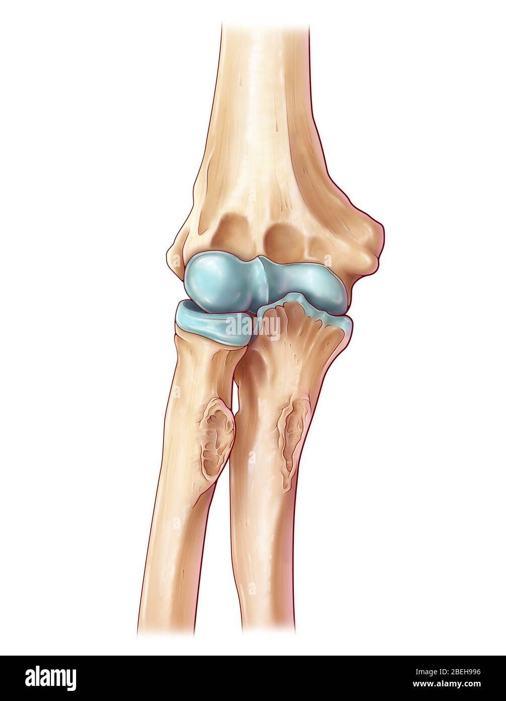 Giunto a gomito, illustrazione Foto Stock