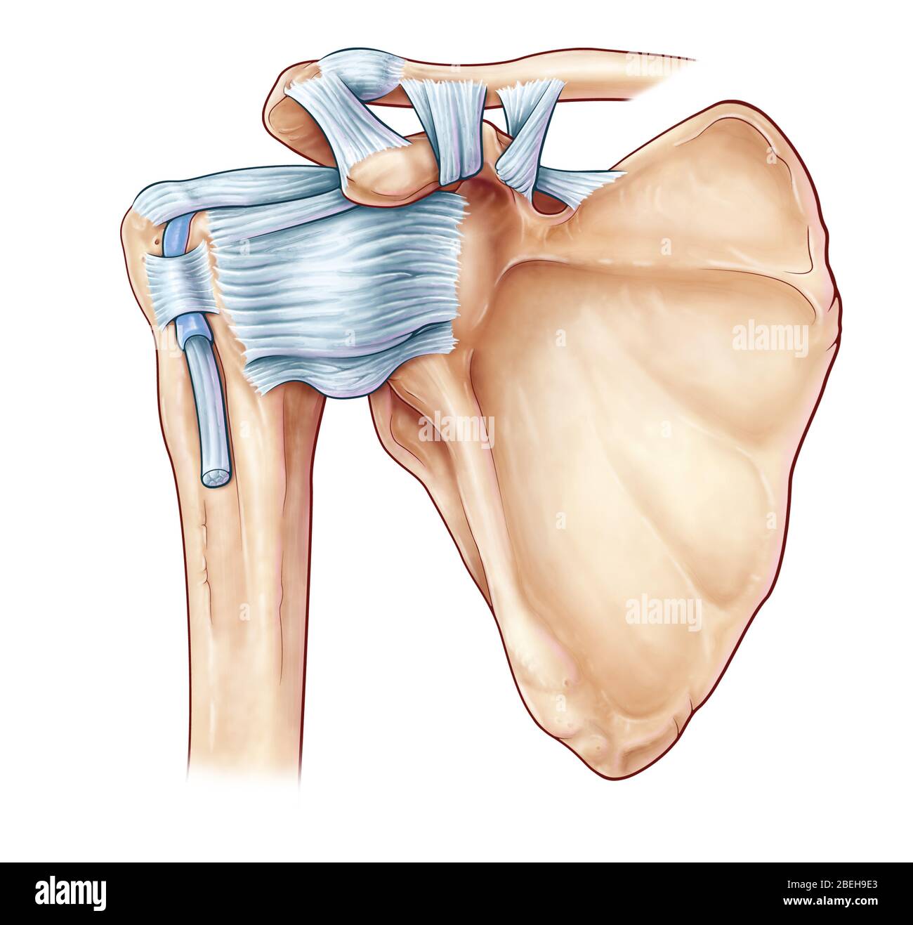 Legamenti della spalla, illustrazione Foto Stock