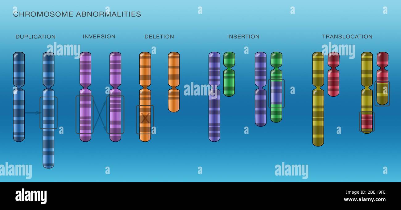 Mutazioni cromosomiche, illustrazione Foto Stock