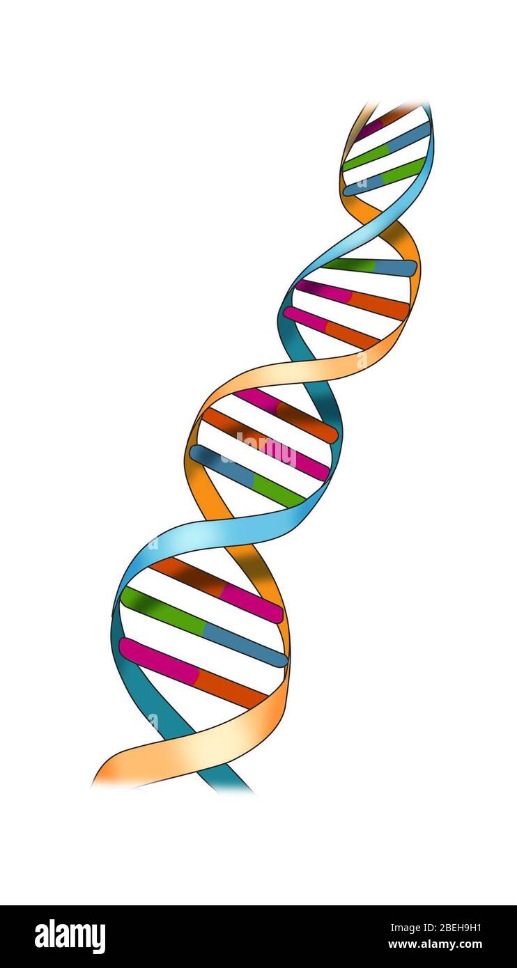 DNA, doppia elica, illustrazione Foto Stock