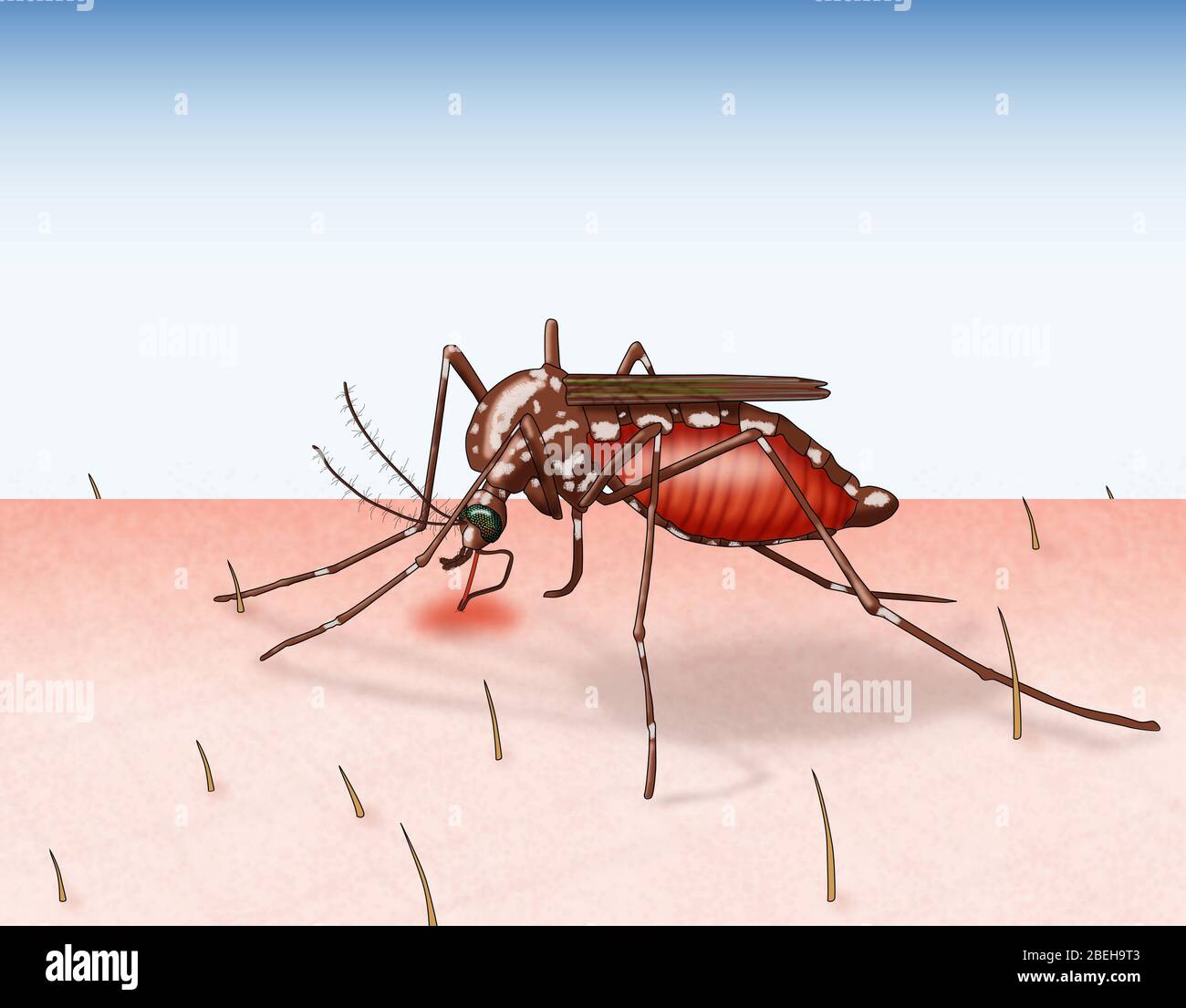 Illustrazione di una zanzara che trachia sangue attraverso la pelle. Foto Stock