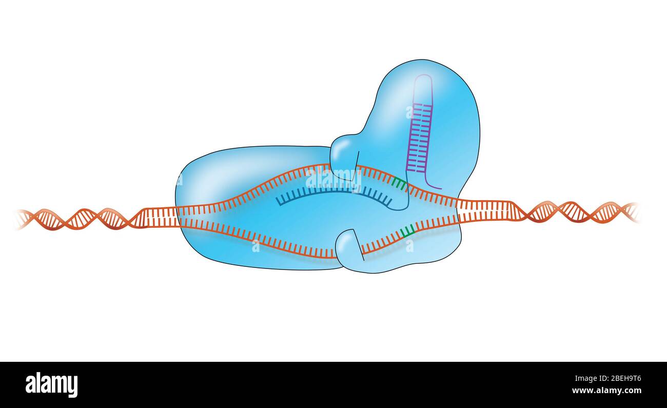 CRISPR, illustrazione Foto Stock