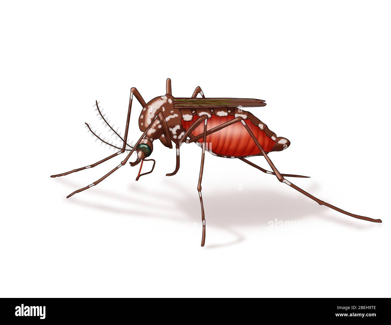 Zanzara, illustrazione Foto Stock