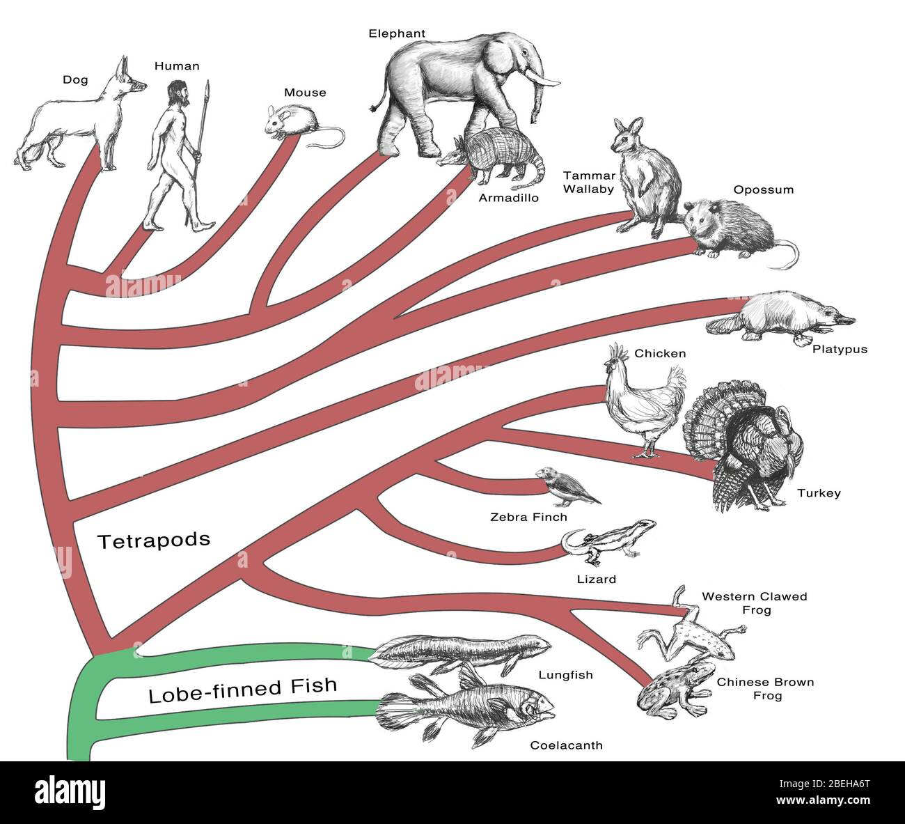 Albero evolutivo: Animali Foto Stock