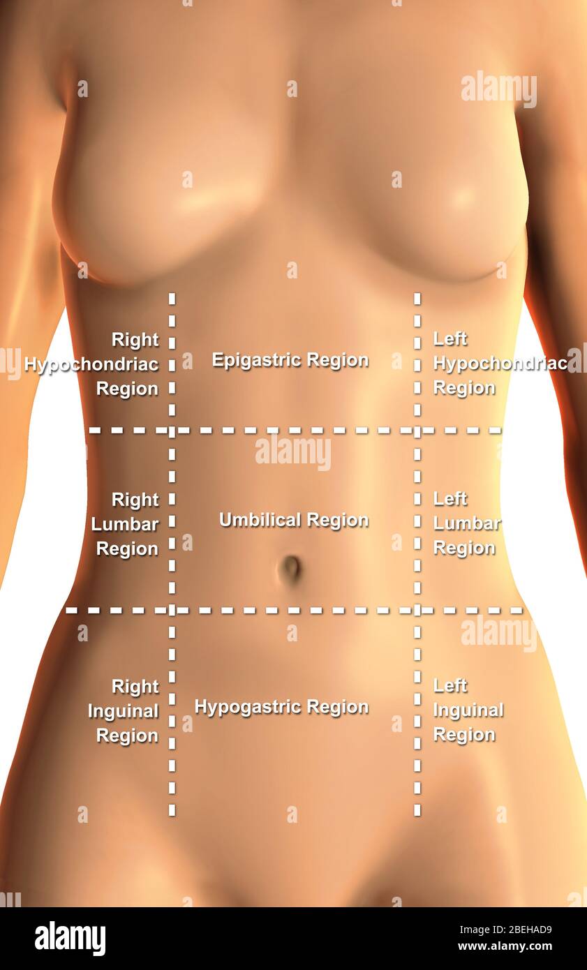 Regioni addominopelviche, etichettate, illustrazione Foto Stock