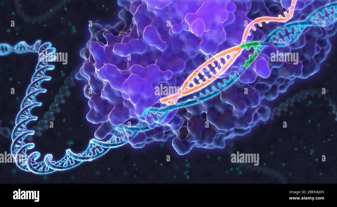 CRISPR genoma editing, illustrazione Foto Stock