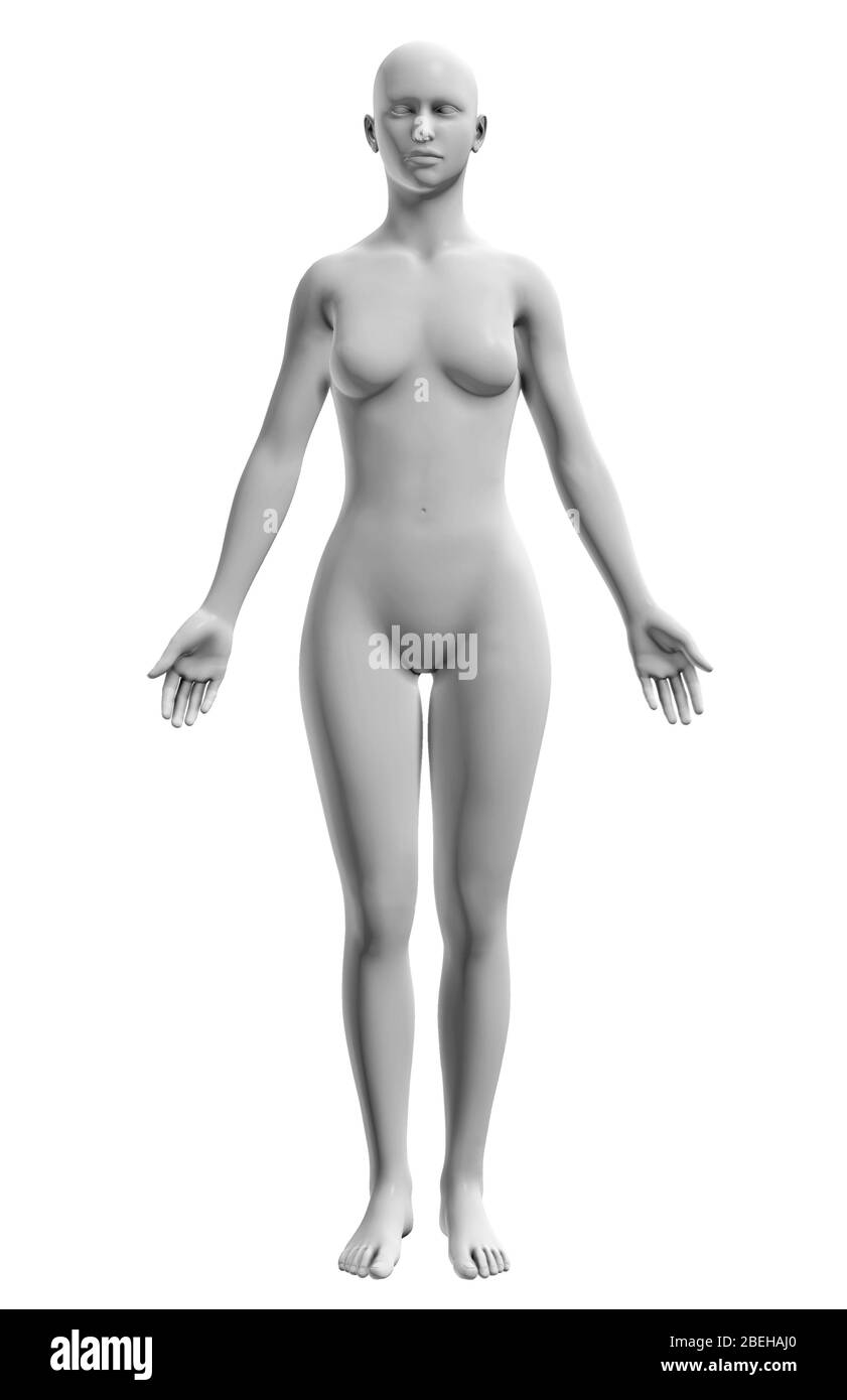 Un'illustrazione di un corpo femminile in posizione anatomica da una vista anteriore. Foto Stock