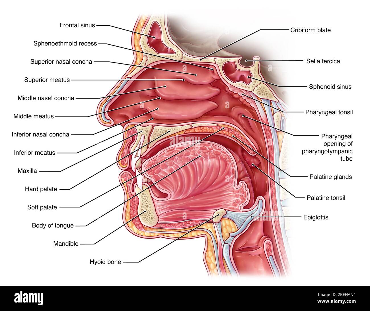 Cavità nasale, illustrazione Foto Stock