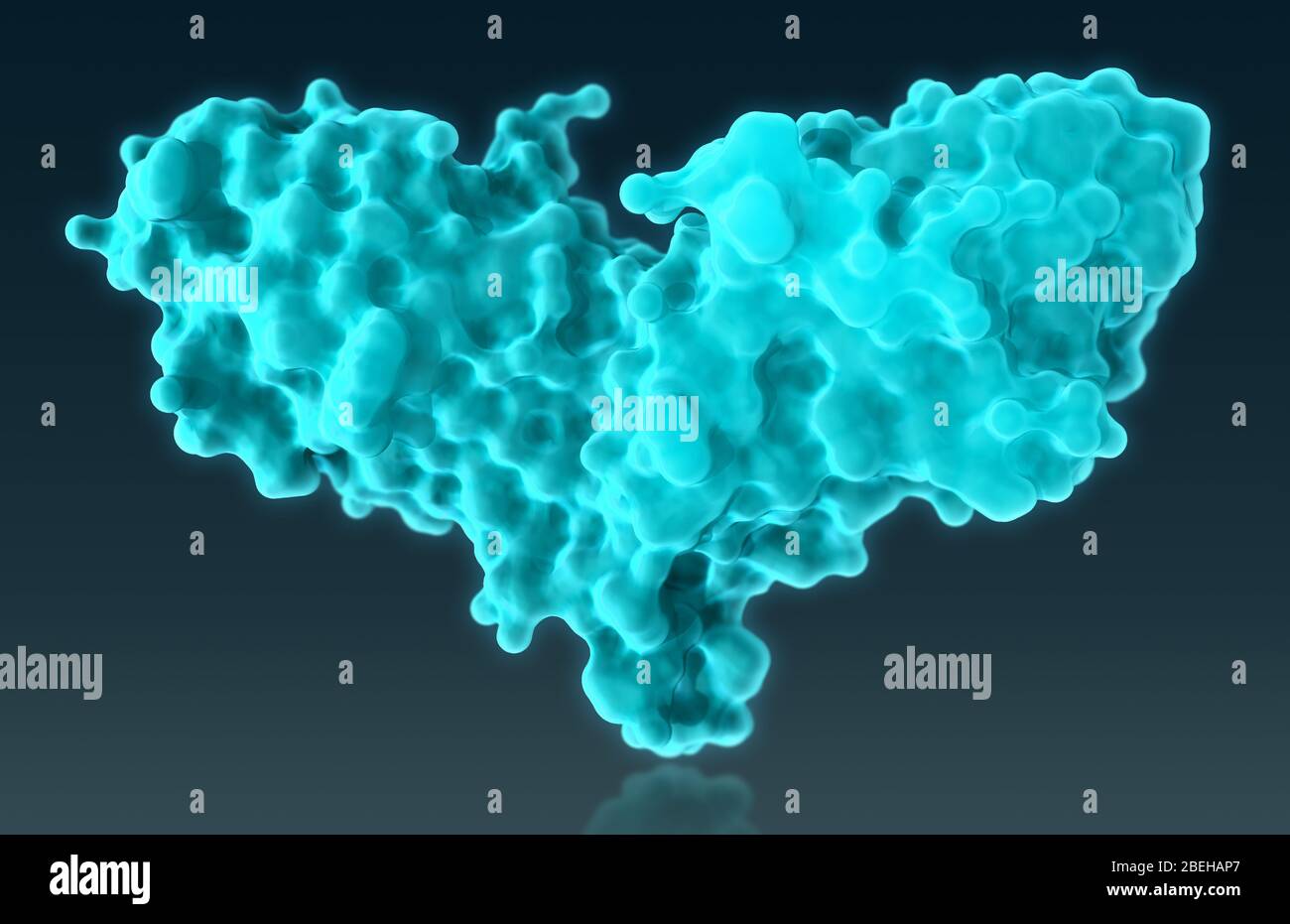 Un modello molecolare 3D della proteina 4 associata ai linfociti T citotossici (CTLA4), un recettore proteico sulla superficie delle cellule T Helper che regola il sistema immunitario mediante trasmissione di segnali inibitori ad altre cellule T. Le mutazioni nel gene CTLA4 sono associate a diabete insulino-dipendente, malattia di Graves, tiroidite di Hashimoto, malattia celiaca, lupus e altre malattie autoimmuni. Foto Stock