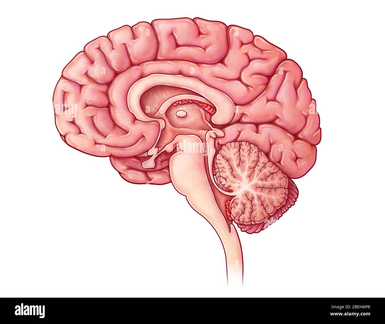 Sezione sagittale cerebrale, illustrazione Foto Stock