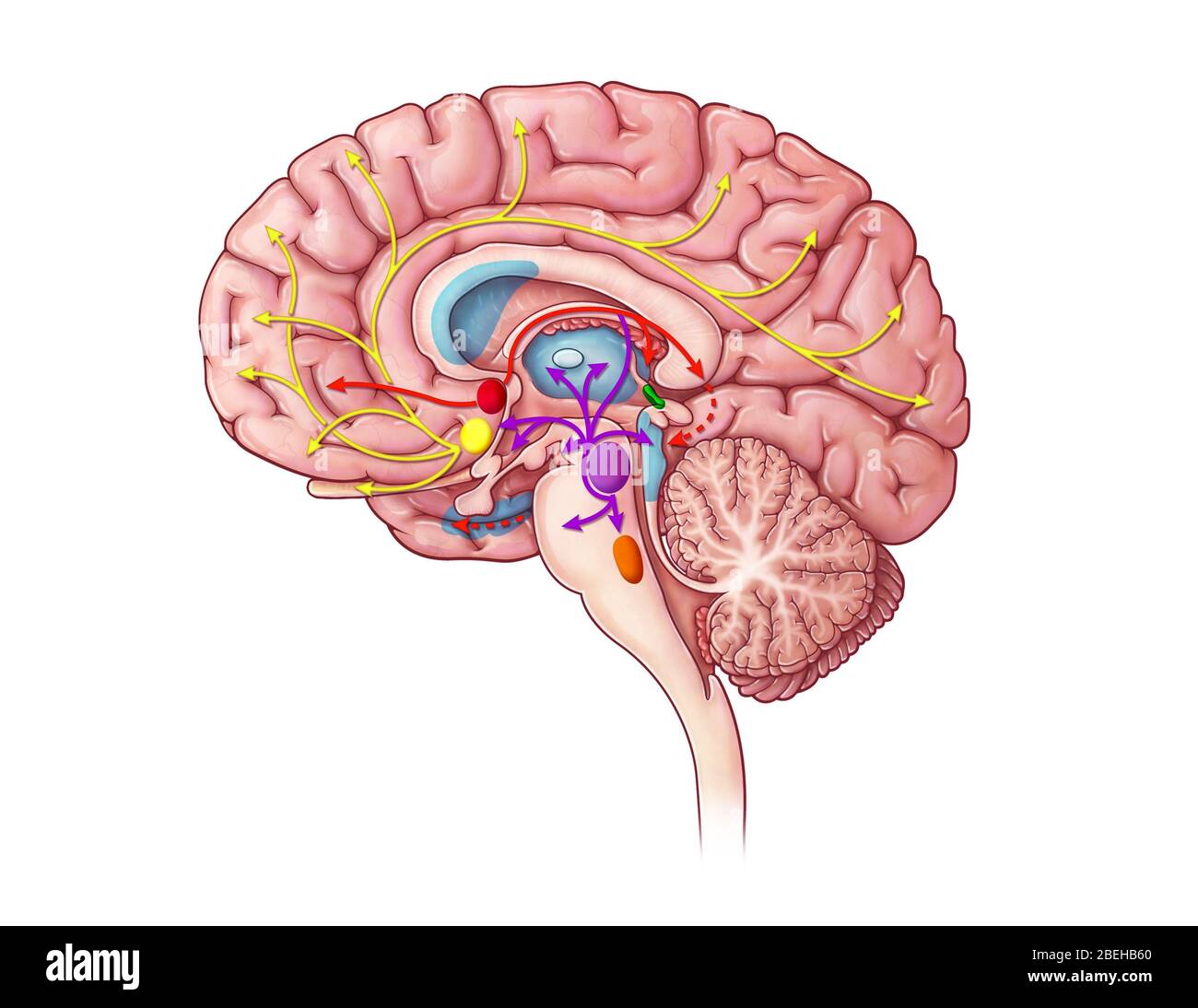 Percorso colinergico, illustrazione Foto Stock