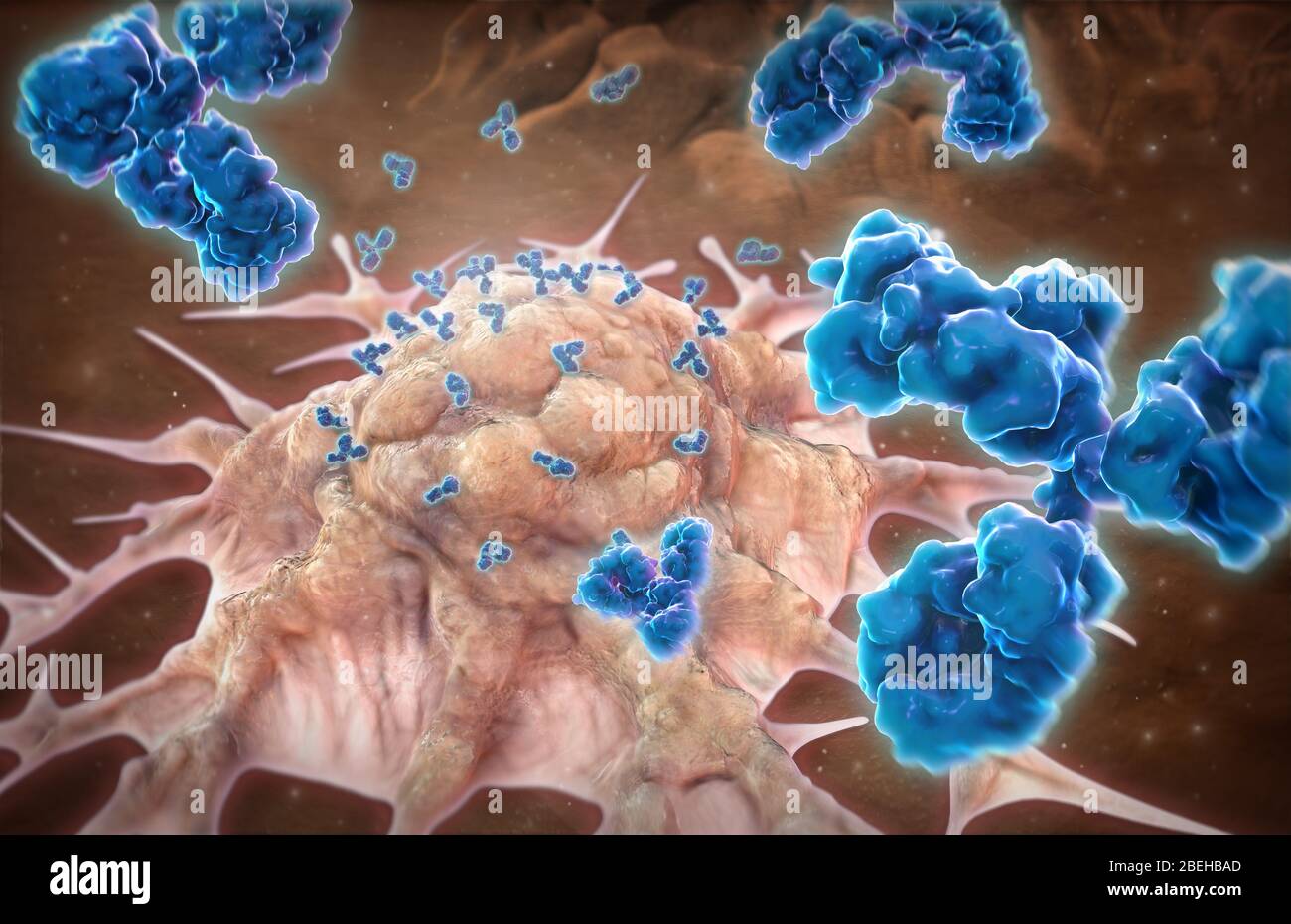 Anticorpi monoclonali, illustrazione Foto Stock