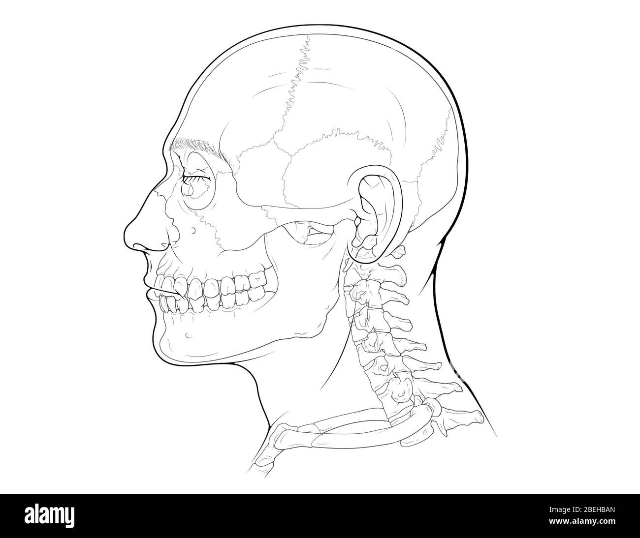 Cranio e vertebre cervicali, illustrazione Foto Stock