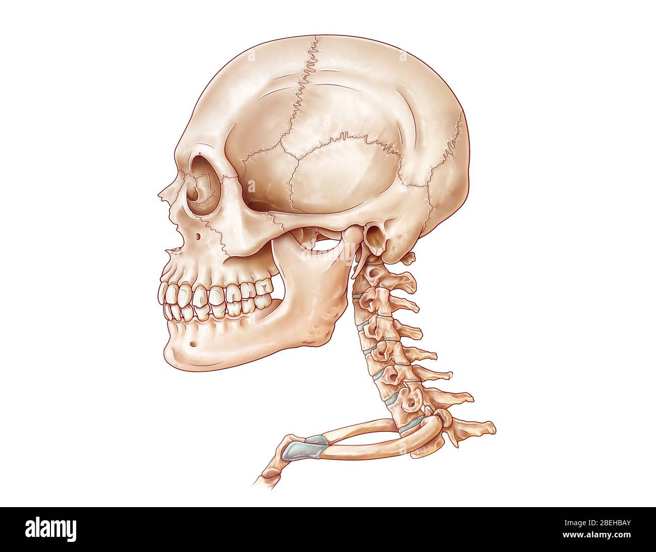 Cranio e vertebre cervicali, illustrazione Foto Stock