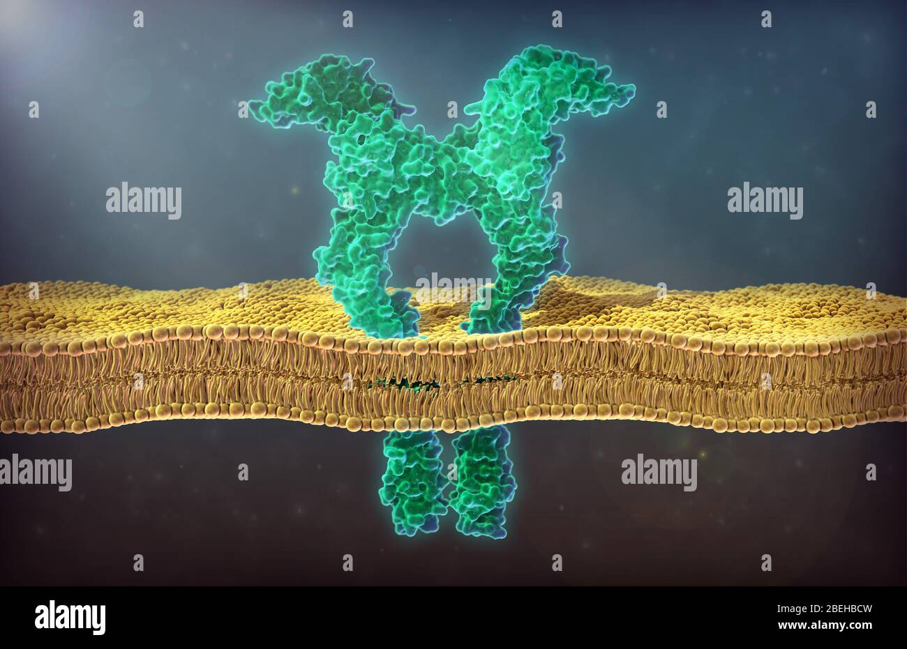 Un'illustrazione di un recettore del fattore di crescita endoteliale vascolare (VEGFR), sottotipo 2. Il fattore di crescita endoteliale vascolare è una proteina di segnalazione coinvolta nella formazione del sistema circolatorio e nella crescita dei vasi sanguigni. Le proteine VEGF stimolano le risposte cellulari interagendo con recettori specifici della tirosina chinasi noti come VEGFR sulla superficie cellulare. Sia VEGF che VEGFR giocano un ruolo nell'angiogenesi patologica, in particolare nell'angiogenesi tumorale, per cui i vasi sanguigni di nuova formazione possono fornire nutrienti e trasportare cellule cancerose nell'organismo. Foto Stock