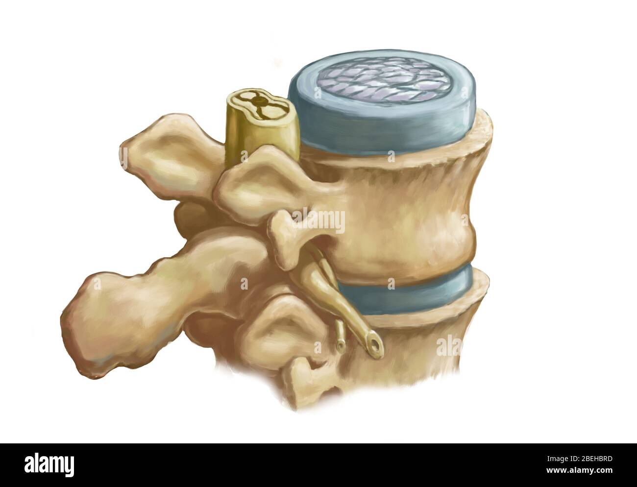 Vertebre, illustrazione. Foto Stock