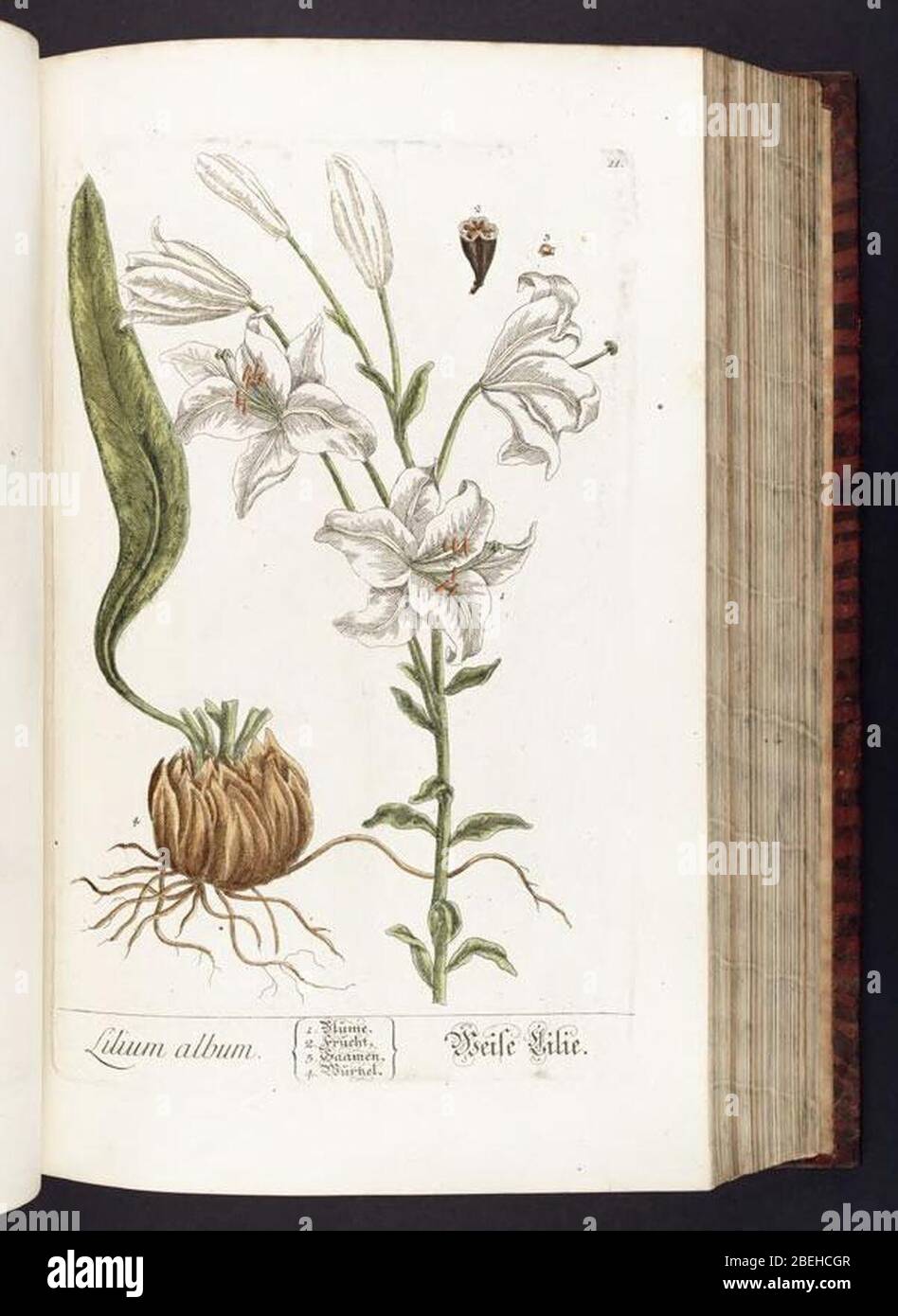 Herbarium Blackwelllianum emendatum et auctum, id est, Elisabethae Blackwell collectio stirpium (Plate 11) Foto Stock