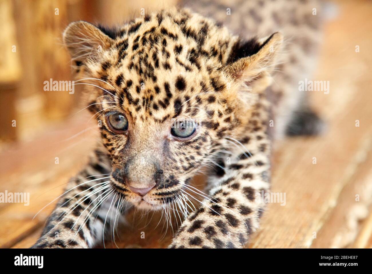 Un cucciolo leopardo africano molto giovane in un grande parco giochi Foto Stock