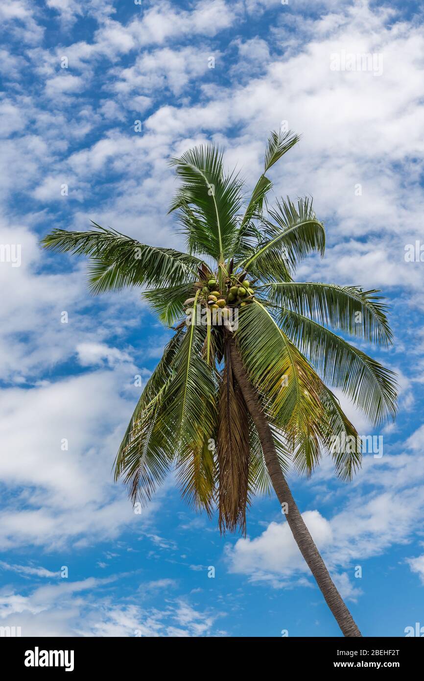 Palme da cocco (Cocos nucifera), con noci di cocco, contro un cielo blu con nubi soffici. Foto Stock