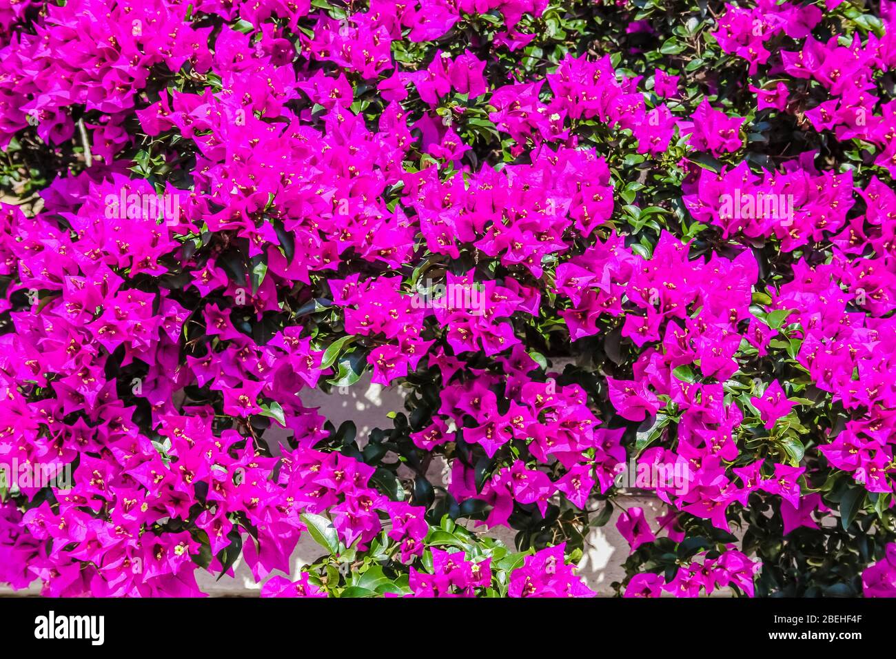 Bougainvillaea, un genere di viti ornamentali, cespugli o alberi spinosi. Foto Stock