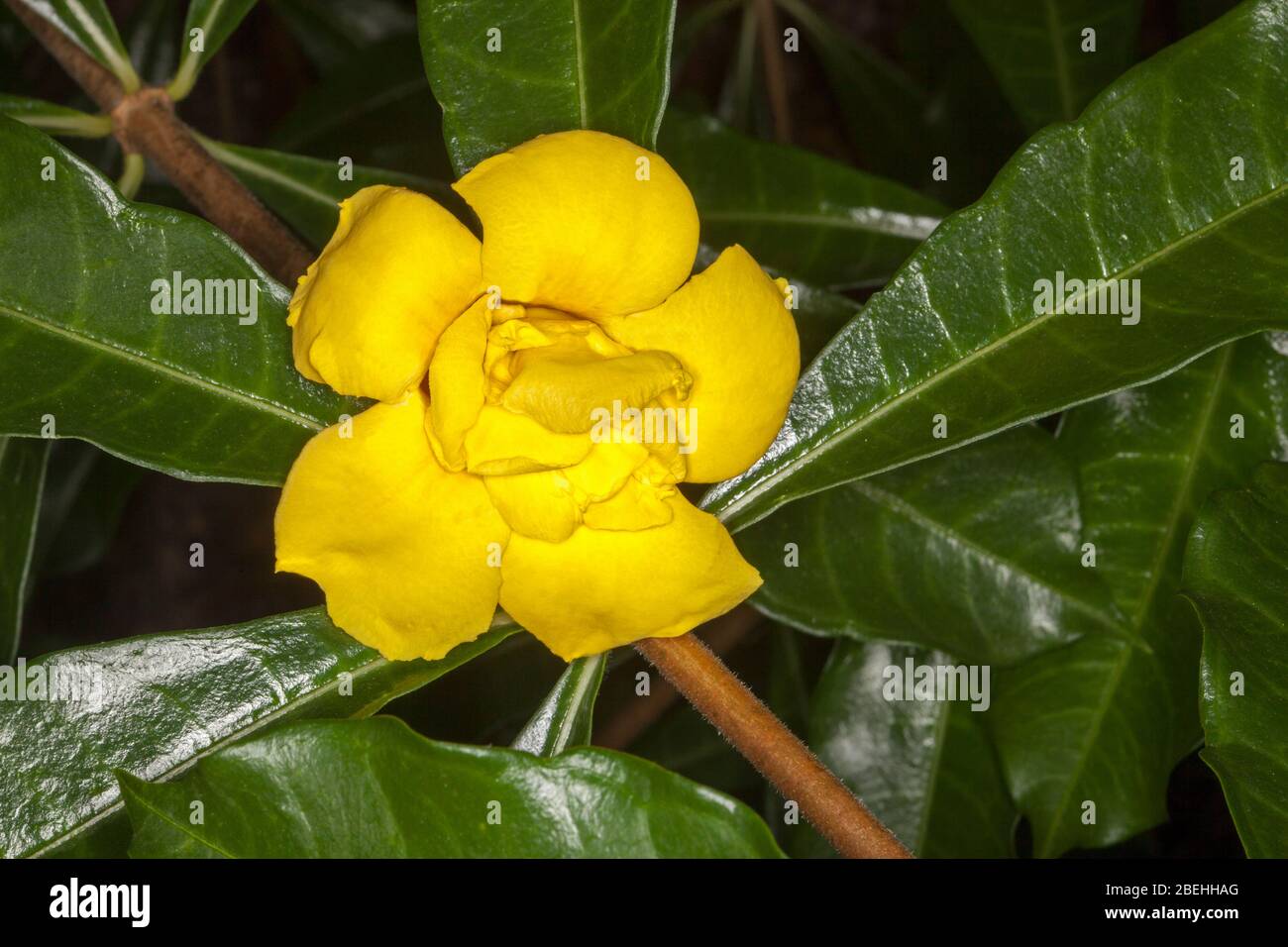 Fiore doppio giallo brillante e foglie verdi scure lucide di insolita pianta da arrampicata, Allamanda catartica 'Stanhill's Double' Foto Stock