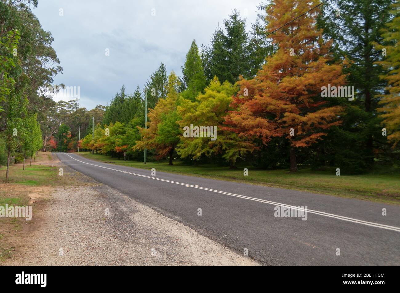 Paesaggio di campagna con strada asfaltata e alberi con foglie autunnali colorate sul lato della strada. Mount Wilson, Australia Foto Stock
