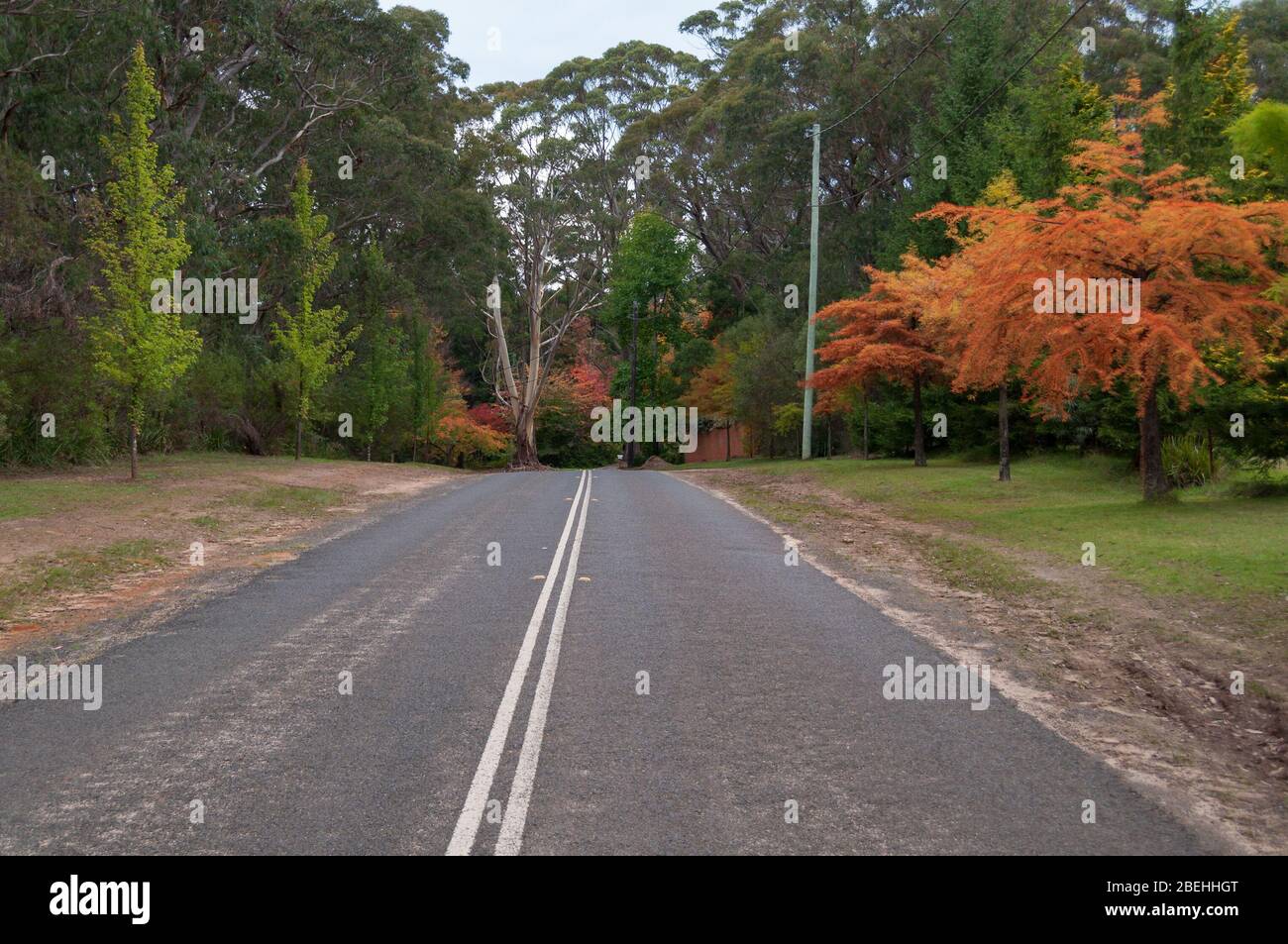Strada asfaltata con linee bianche di divisione e alberi autunnali sulla strada. Viaggio autunnale a Mount Wilson, Australia Foto Stock