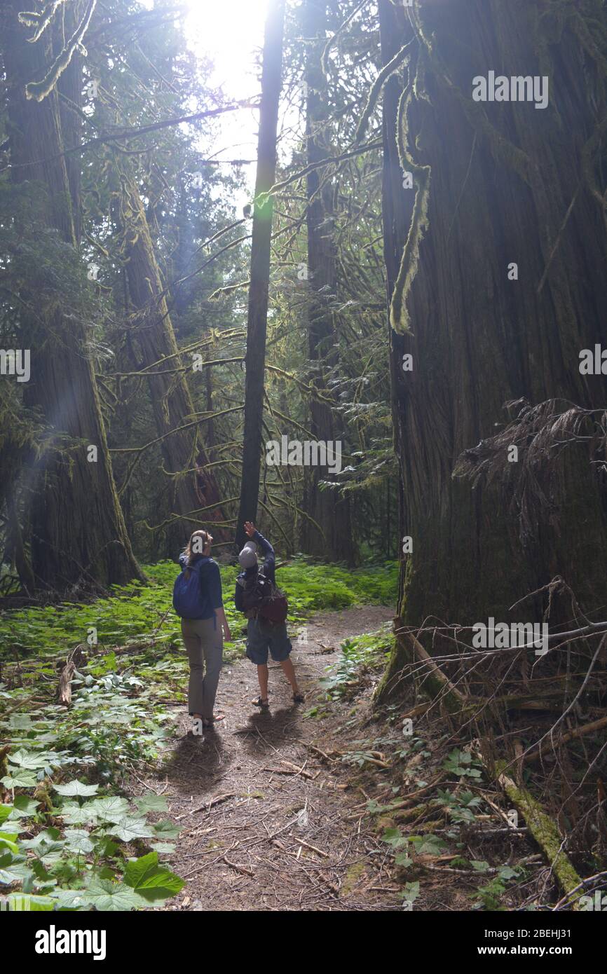 Un'escursione nella foresta nella Bella Coola Valley, British Columbia, Canada Foto Stock