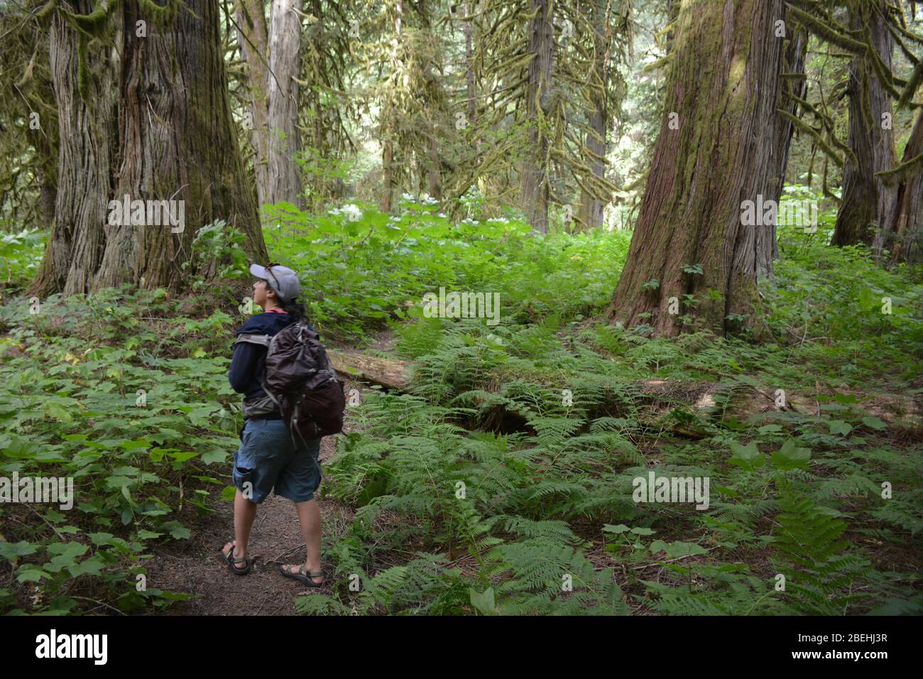 Un'escursione nella foresta nella Bella Coola Valley, British Columbia, Canada Foto Stock