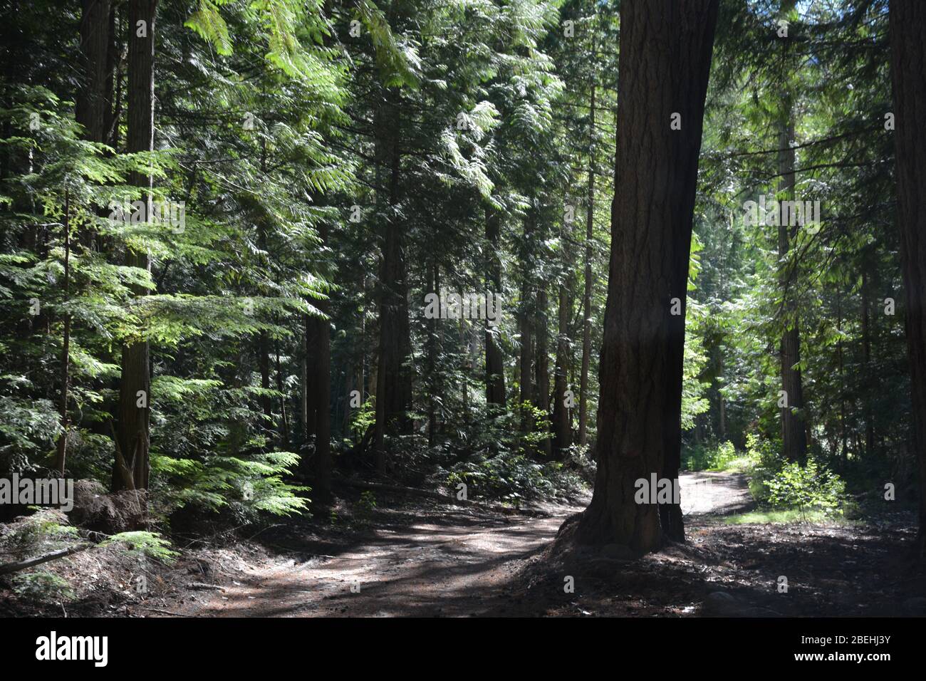 Un'escursione nella foresta nella Bella Coola Valley, British Columbia, Canada Foto Stock