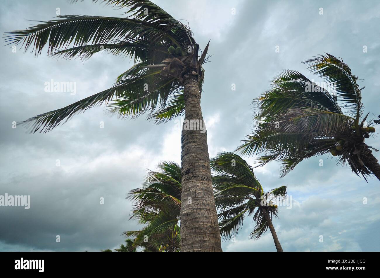Albero di palma a tempesta di uragano. Vento forte fanno colpo pesante della  foglia di palma seguire la direzione del vento Foto stock - Alamy