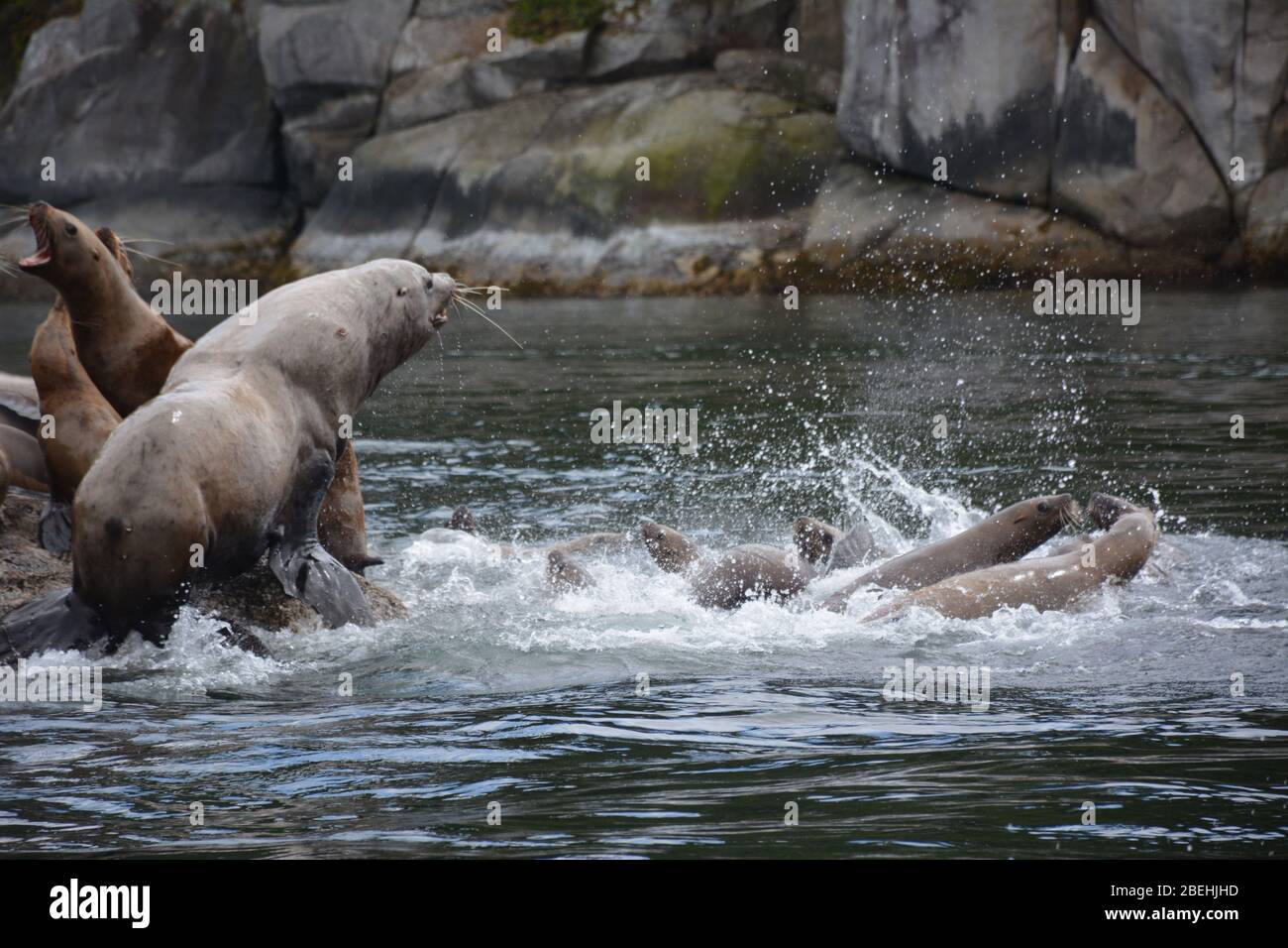 Leoni marini Steller all'arcipelago di Broughton/Johnstone Strait, British Columbia, Canada Foto Stock