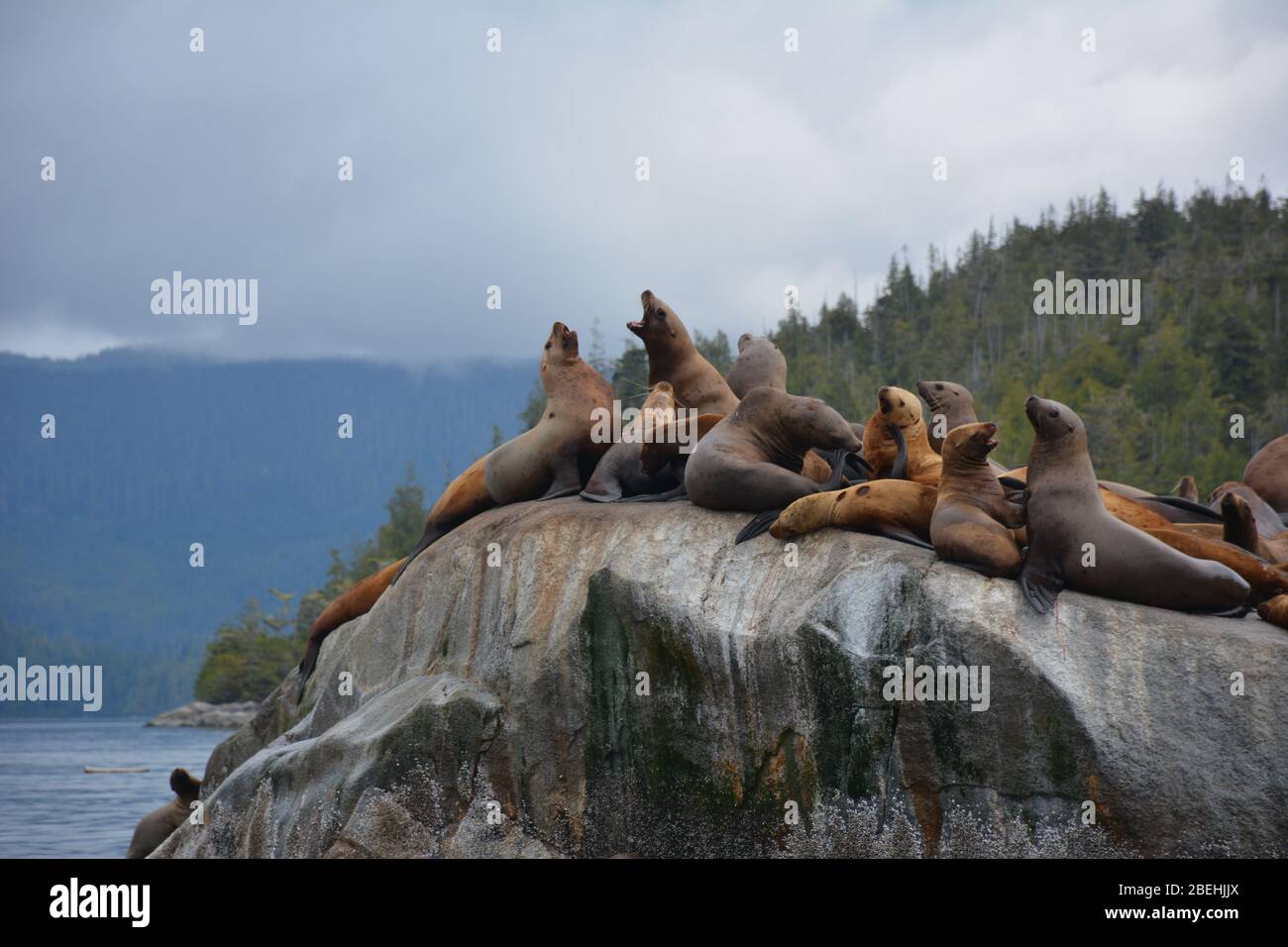 Leoni marini Steller all'arcipelago di Broughton/Johnstone Strait, British Columbia, Canada Foto Stock