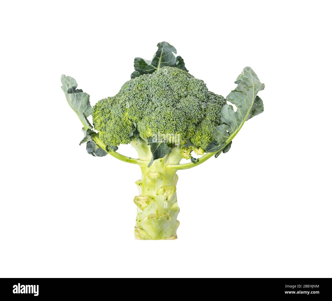 Broccoli o cavolfiori italiani disposti in verdure crocifere. Il nome scientifico Brassica oleracea var. Italica appartiene alla famiglia Crocifera Foto Stock