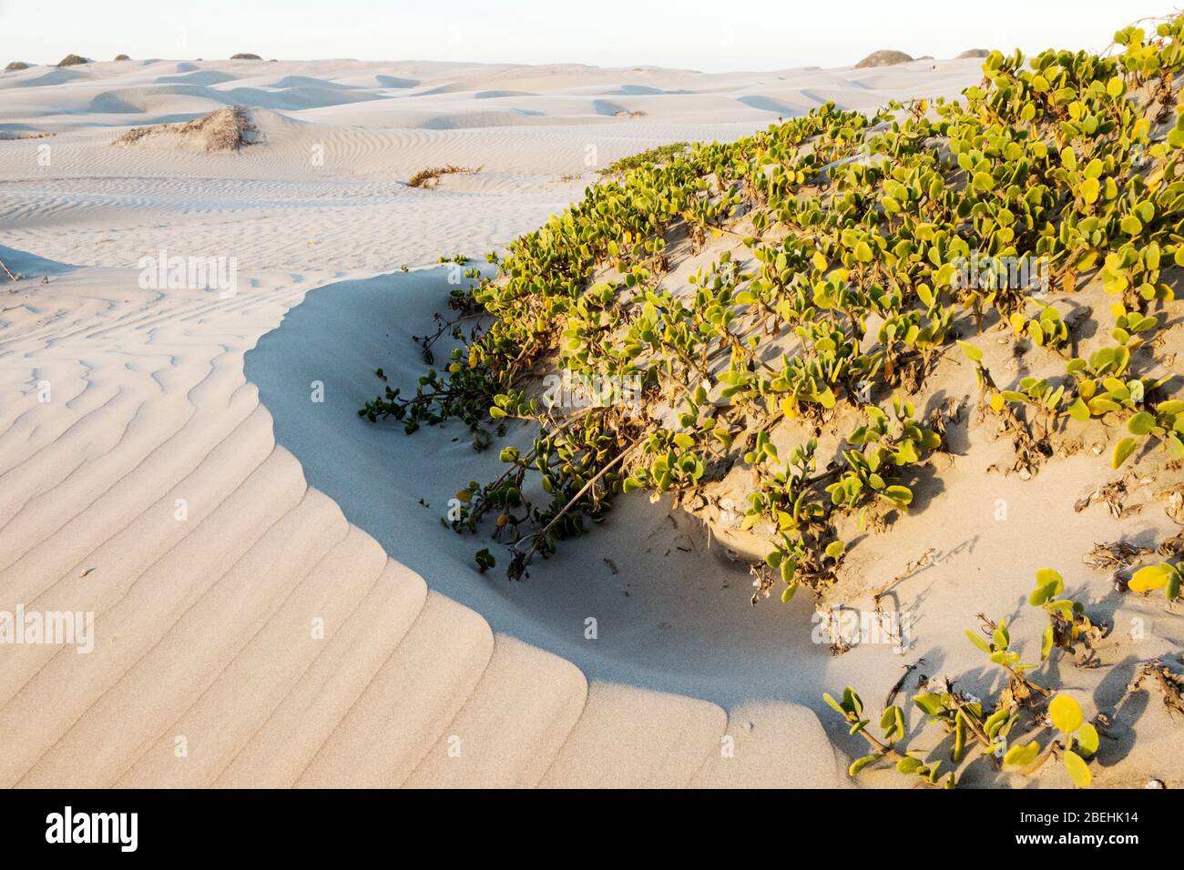 Modelli nelle dune a Sand Dollar Beach, Isola di Magdalena, Baja California sur, Messico. Foto Stock