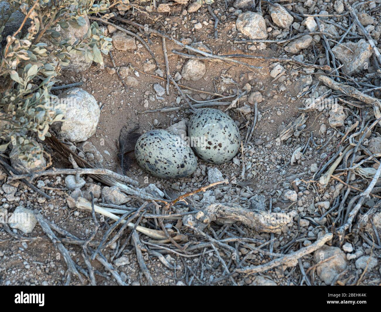 Gabbiano di Heermann (Larus heermanni), uova in nido nel sito di nidificazione su Isla Rasa, Baja California, Messico. Foto Stock