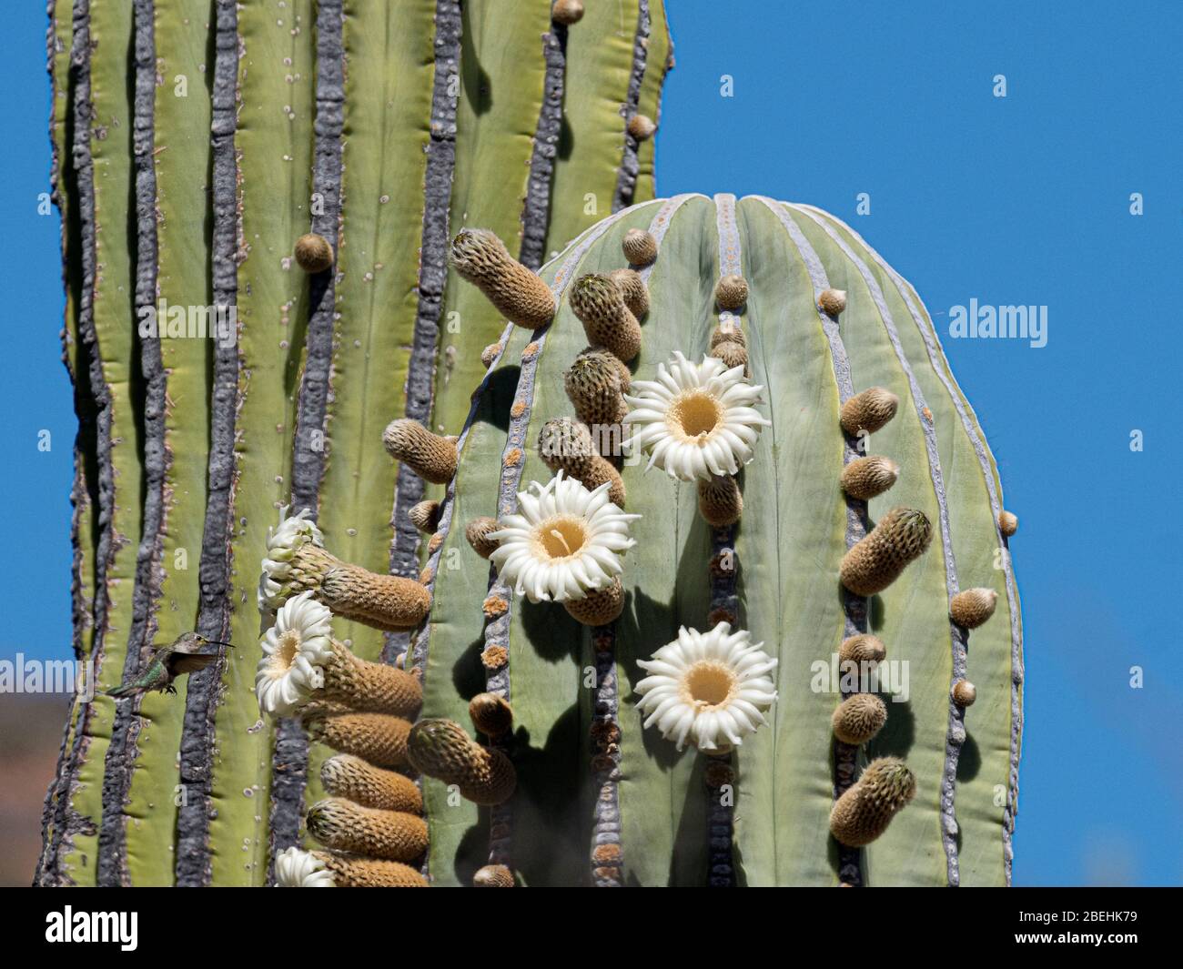 Il cardone gigante messicano, Pachycereus pringlei, in fiore su Isla San Esteban, Baja California, Messico. Foto Stock