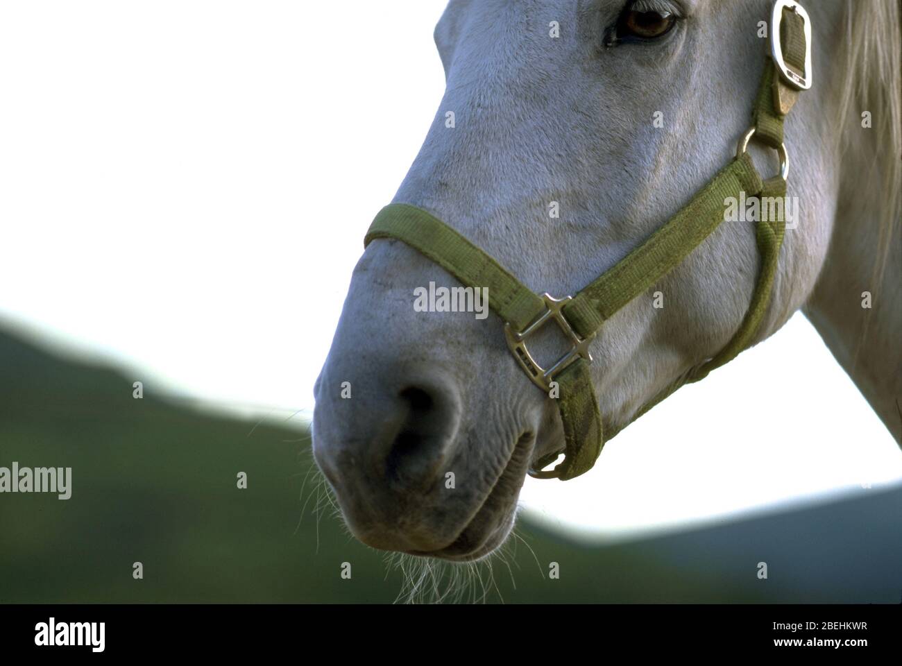 Primo piano di un cavallo. Profilo. Foto Stock