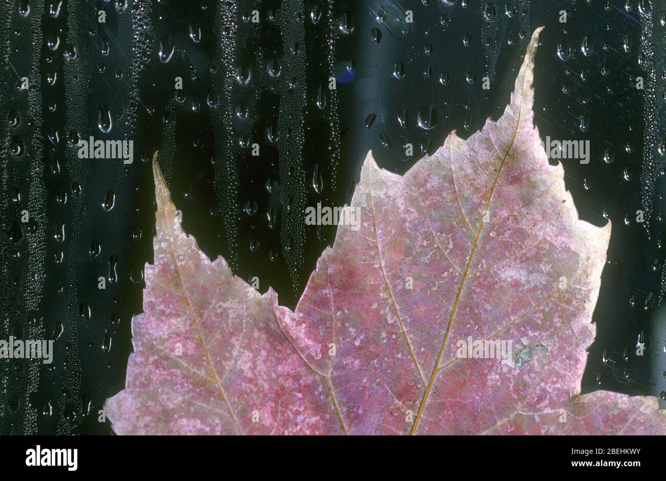 Foglia su una finestra durante il rainstorm a Columbus, Ohio, America. Foto Stock