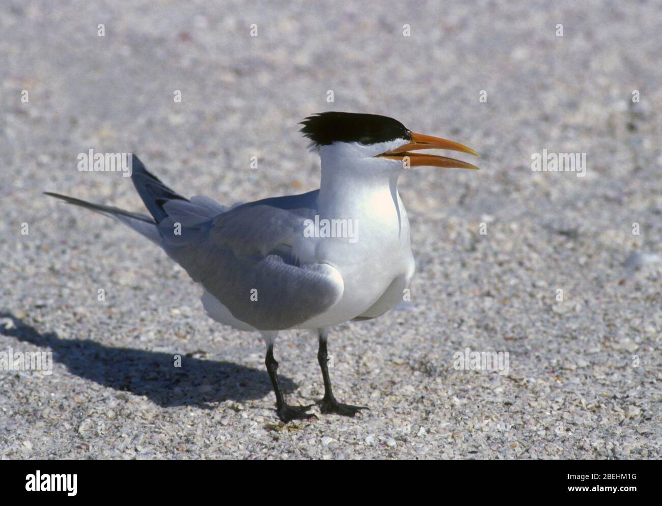 Royal Tern, Florida. Foto Stock