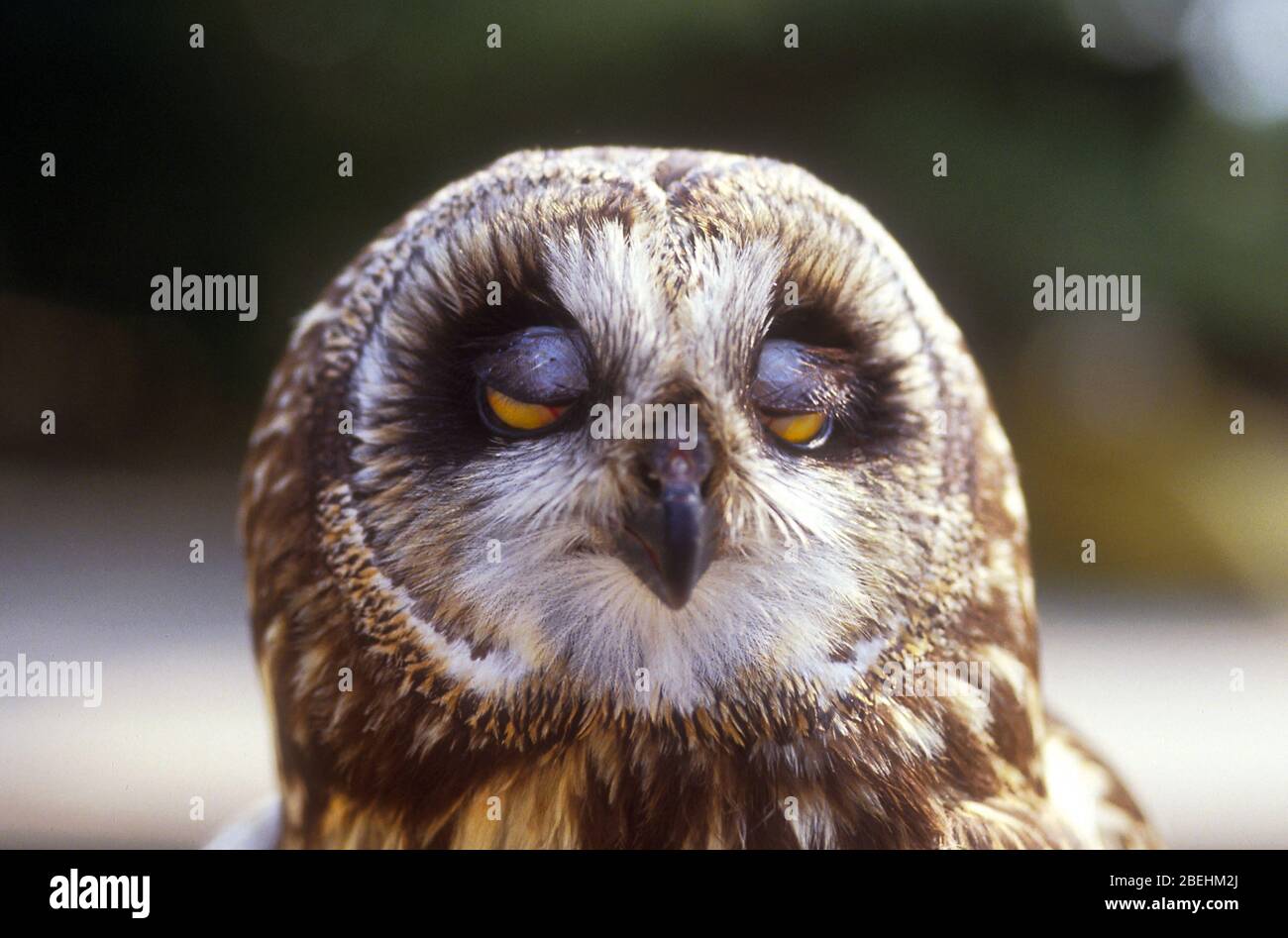 Occhi espressivi 'Sahling' su gufo dalle orecchie corte. Foto Stock