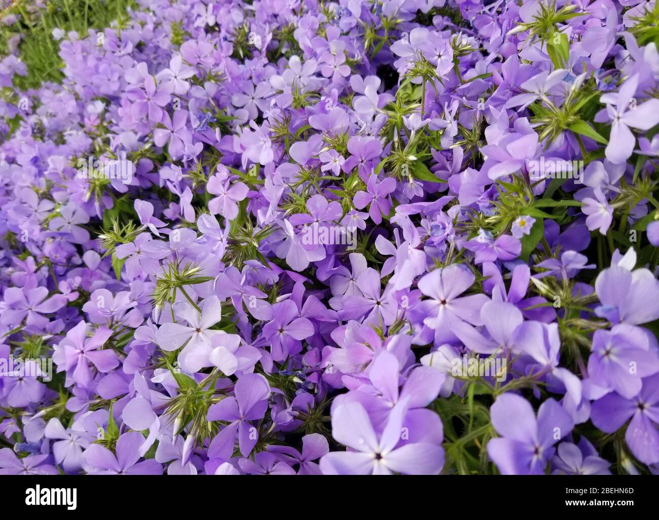 Viola chiaro Woodland Phlox fioritura in primavera Foto Stock