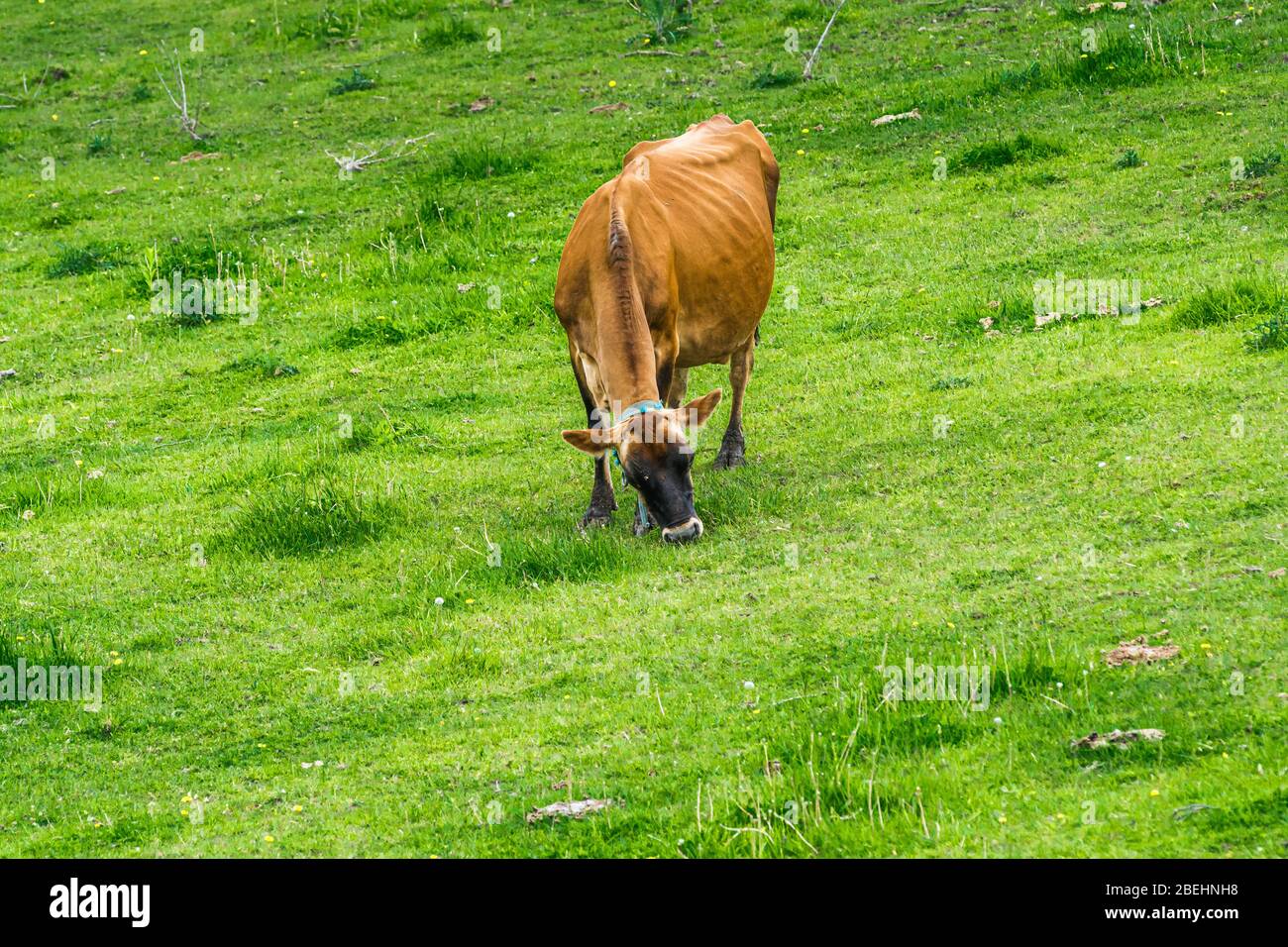 Jersey Cows Peterborough Farms Ontario Canada Foto Stock