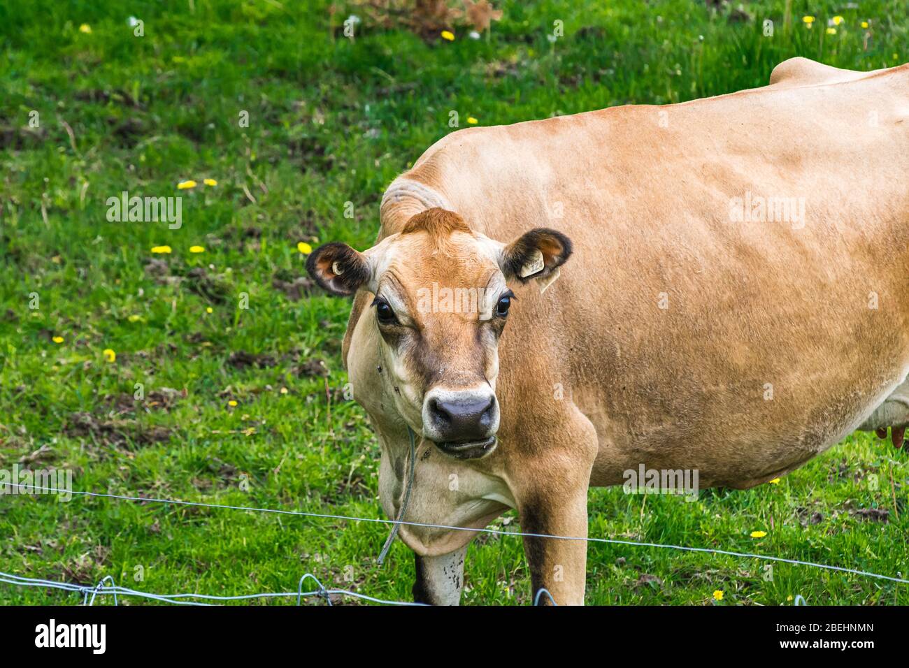 Jersey Cows Peterborough Farms Ontario Canada Foto Stock