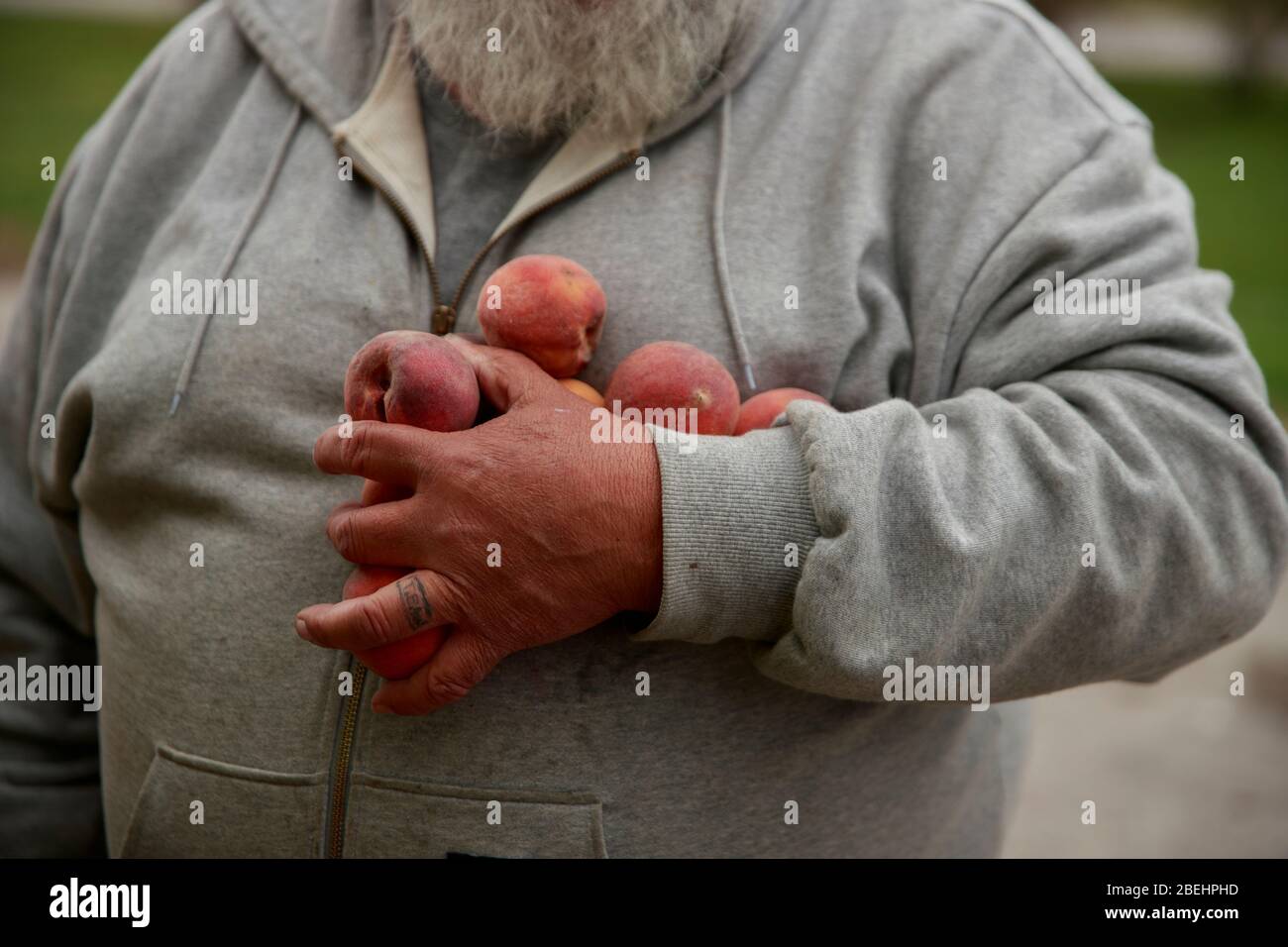 Ellettsville, Stati Uniti. 13 Aprile 2020. Un volontario tiene la frutta mentre contribuisce a distribuire il cibo a Pantry 279 a coloro che sperimentano l'insicurezza alimentare durante il COVID-19/Coronavirus Stay-at-home order.Hoosiers è stato ordinato di viaggiare solo per le necessità essenziali. Credit: SOPA Images Limited/Alamy Live News Foto Stock