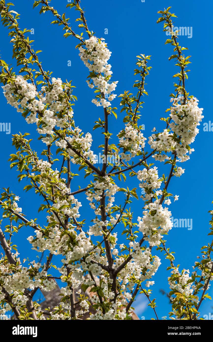 Fiore di ciliegia (genere Prunus). La specie più nota è la ciliegia giapponese, Prunus serrulata. Foto Stock