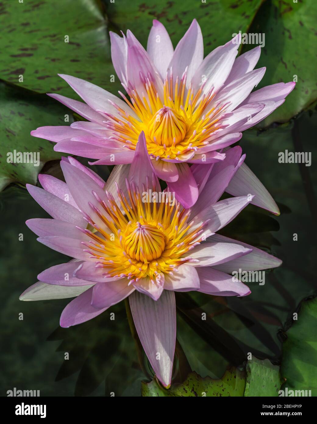 Nelumbo nucifera, una pianta acquatica nota anche come loto indiano, loto sacro, fagiolo indiano, fagiolo egiziano o semplicemente loto. Foto Stock