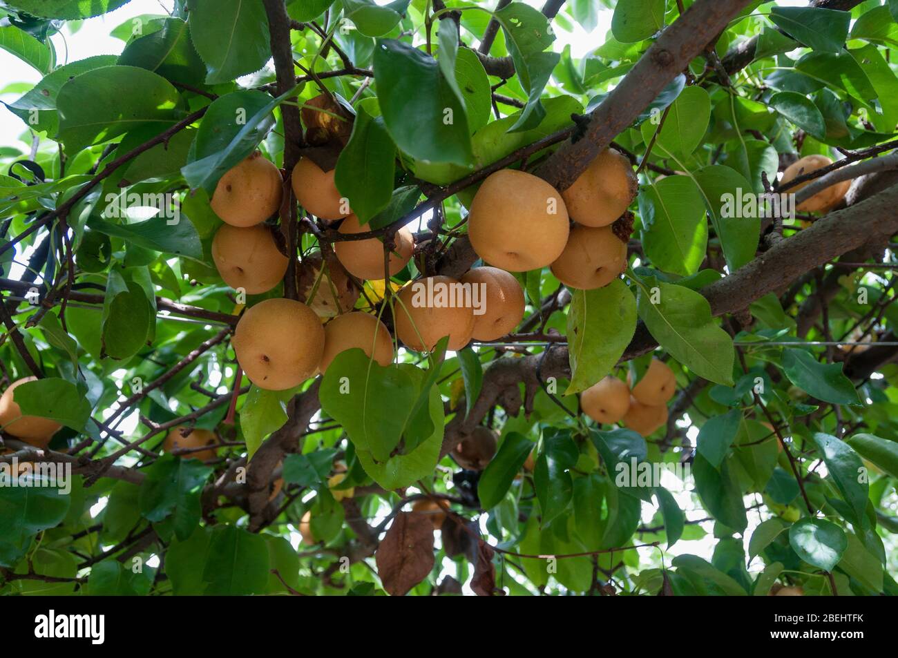 Pere nashi gialle mature su un albero. Frutta natura sfondo Foto Stock