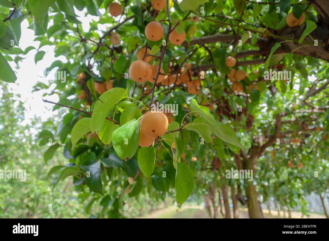 Pere nashi gialle mature su un albero. Frutta natura sfondo Foto Stock